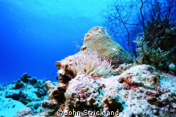 nikonos 15mm cozumel by John Strickland 